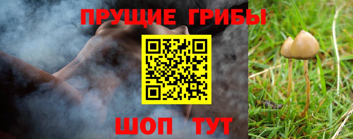 Галлюциногенные грибы Cubensis  Сосновый Бор  Галлюциногенные грибы Magic Shrooms 